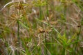 Grass plant that are starting to wither in the barren land