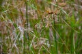 Grass plant that are starting to wither in the barren land