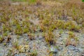 Grass plant that are starting to wither in the barren land