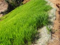 The grass is planted to prevent erosion of the soil slope. Royalty Free Stock Photo
