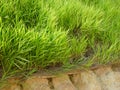 The grass is planted to prevent erosion of the soil slope. Royalty Free Stock Photo