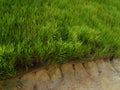 The grass is planted to prevent erosion of the soil slope. Royalty Free Stock Photo