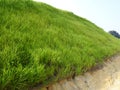 The grass is planted to prevent erosion of the soil slope. Royalty Free Stock Photo