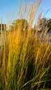 The grass plants in the autumn sunshine Royalty Free Stock Photo