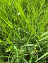 grass plants that are exposed to rainwater in the morning and exposed to sunlight
