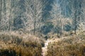 Grass plants and frosted trees Royalty Free Stock Photo