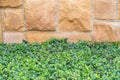 Grass, plants leafs and gravel concrete background. Royalty Free Stock Photo