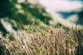 Grass Royalty Free Stock Photo