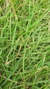 grass plants, grass that is usually planted in gardens to beautify the garden