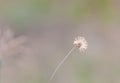Grass plume with rim light Royalty Free Stock Photo