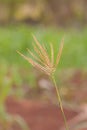 Grass plume with rim light Royalty Free Stock Photo