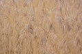 Grass plumes background,selective focus - poaceae Royalty Free Stock Photo