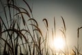 Grass Plumes At Dawn