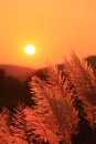 Grass Plumes At Sunset Royalty Free Stock Photo