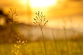 Grass Plumes At Sunset