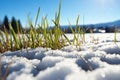 grass poking through melting snow