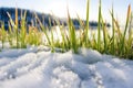 grass poking through melting snow