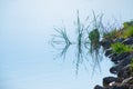 Grass In Pond