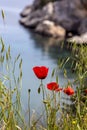 Grass, poppies and wildflowers grows against the sea Royalty Free Stock Photo