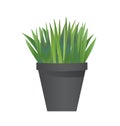 Grass with pot