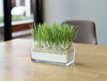 Grass pot on wood table with blurry background Royalty Free Stock Photo