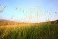 Grass in prairie Royalty Free Stock Photo