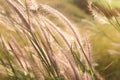 Grass prairies and sunset Royalty Free Stock Photo