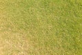 Grass on Putting Green Golf Course Royalty Free Stock Photo