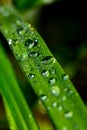 Grass with rain drops Royalty Free Stock Photo