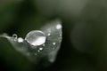 Grass with rain drops. Watering lawn. Rain. Blurred Grass Background With Water Drops closeup Royalty Free Stock Photo