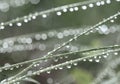 Grass with rain drops. Watering lawn. Rain. Blurred Grass Background With Water Drops closeup. Nature. Environment concept Royalty Free Stock Photo