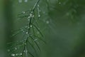 Grass with rain drops. Watering lawn. Rain. Blurred Grass Background With Water Drops closeup. Nature. Environment concept Royalty Free Stock Photo