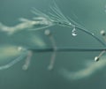 Grass with rain drops. Watering lawn. Rain. Blurred Grass Background With Water Drops closeup. Nature. Environment concept Royalty Free Stock Photo