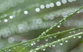 Grass with rain drops. Watering lawn. Rain. Blurred Grass Background With Water Drops closeup. Nature. Environment concept Royalty Free Stock Photo