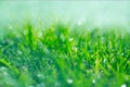 Grass with rain drops. Watering lawn. Rain. Blurred green grass background with water drops closeup. Nature. Environment Royalty Free Stock Photo