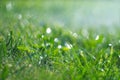 Grass with rain drops. Watering lawn. Rain. Blurred green grass background with water drops closeup. Nature. Environment