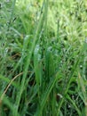 Grass after rain in potatoes field