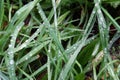 Grass with Raindrops