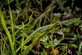 Grass with raindrops on a meadow on the way Royalty Free Stock Photo