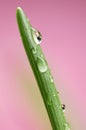 Grass, raindrops, and reflections Royalty Free Stock Photo