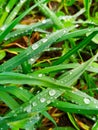 Grass with raindrops. Spring. Mountains of the Carpathians, the village of Slavske.