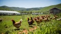 grass range chicken farm