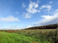 Grass , reed plants and trees near lake, Lithuania Royalty Free Stock Photo