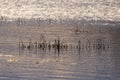 Grass and reed with reflection in the pond Royalty Free Stock Photo