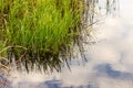 Grass and reed with reflection in the pond Royalty Free Stock Photo