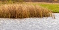 Grass and reed with reflection in the pond Royalty Free Stock Photo