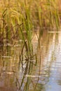 Grass and reed with reflection in the pond Royalty Free Stock Photo