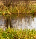 Grass and reed with reflection in the pond Royalty Free Stock Photo