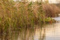 Grass and reed with reflection in the pond Royalty Free Stock Photo