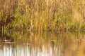 Grass and reed with reflection in the pond Royalty Free Stock Photo